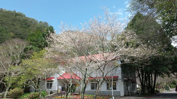 【賞花】大地回春 奧萬大賞櫻觀鳥好時機