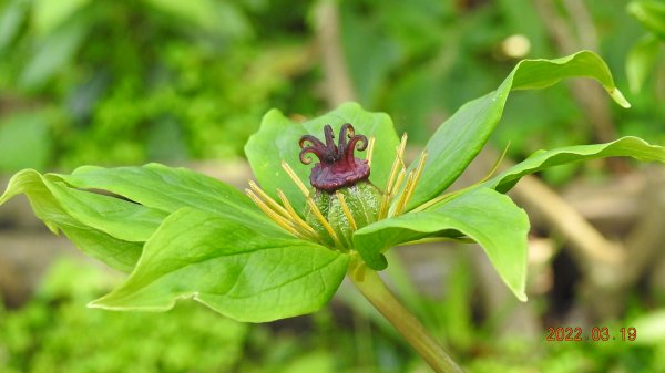 陽明山花季，追雲差強人意1646776