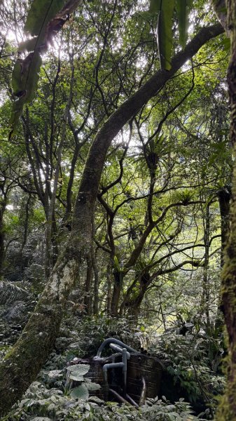 戲水（鴛鴦2786671