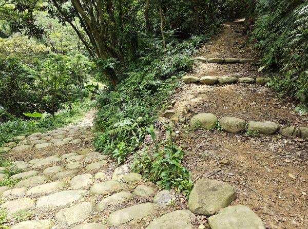 [微笑山線_第三段] 2026_0725 新北桃園登山步道_大湖之森步道3101681