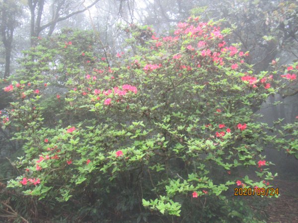 獅仔頭山隘勇線步道908396