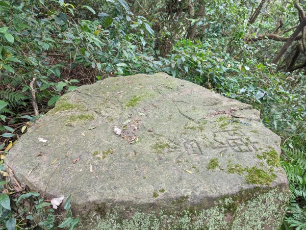 紗帽山步道探訪歷史遺跡、賞芒花1510061