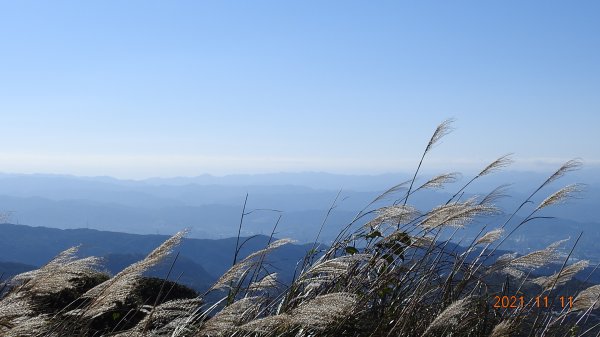 秋高氣爽芒花季再度陽明山天際線-七星山主東峰+大屯山主南西峰向天面天山O型+小觀音山主西南峰共10峰1511066