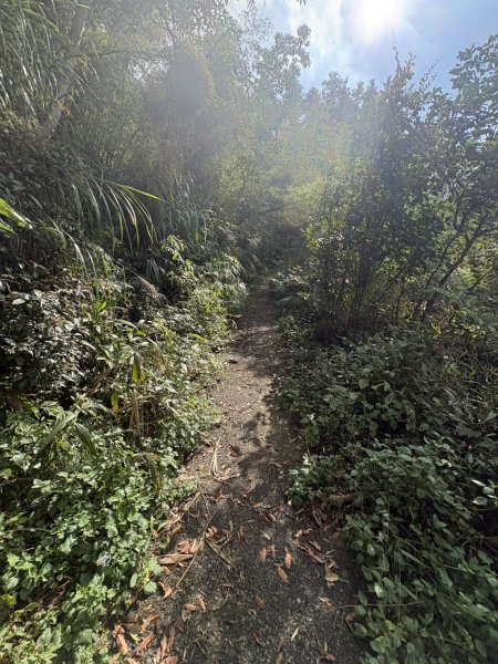 20251122大湖尖山步道(啟登直上第三涼亭)2944509