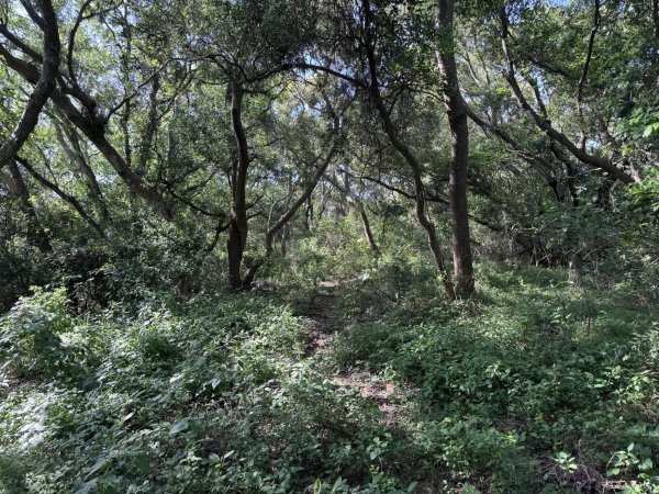 新竹香山區&東區 牛埔、印斗、十八尖山西峰近郊三山3042881