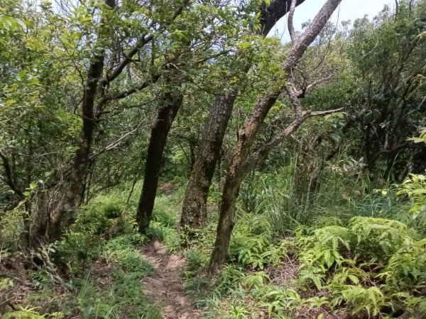 內湖區大丘田保甲路+開眼山+白石湖山+白石湖山東峰+大邱田山+消防山O型2858952
