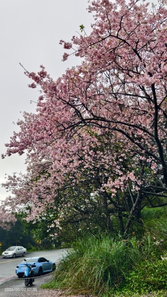 追花是簡單的快樂，賞花是恬淡的幸褔 3/2&73008765