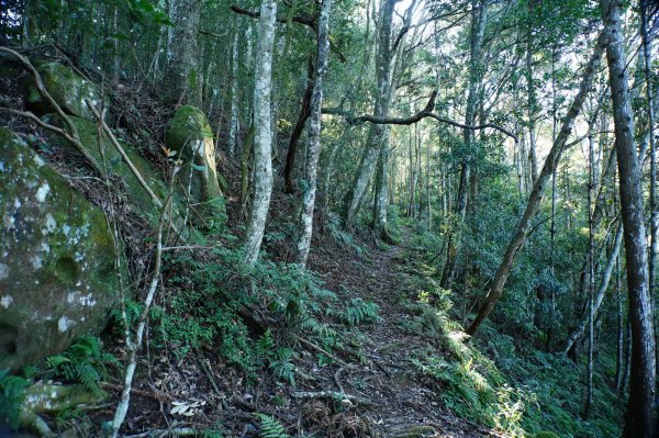 苗栗 南庄 紅毛山、無名山、大坪山2943096