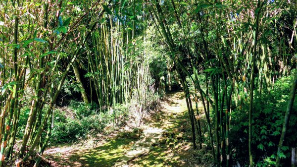 陽明山16草原之西線8草原2904047