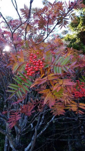 雪山巒大花楸2018-10-29446446