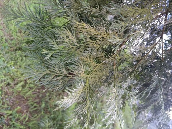 植物照片雞籠山九龍山大凍山2395722