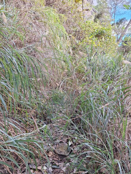 雪見駐在所+雪見山202512252971640