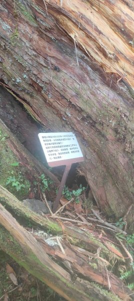 拉拉山國家森林遊樂區2752243