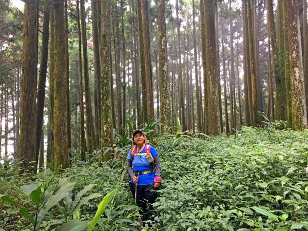 阿里山鄉神木之旅--拉拉喀斯1號神木及巨石神木348682