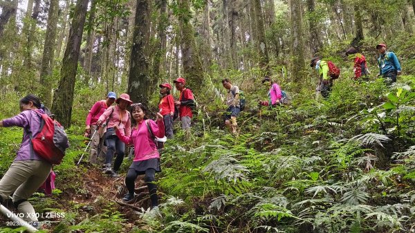 阿里山二萬坪鐵道輕鬆走2296410