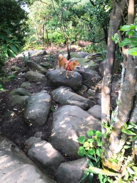 金面山步道1071835