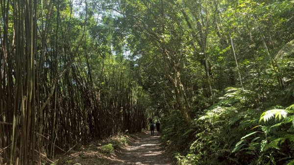 三角崙山、聖母登山（抹茶山）步道3067680