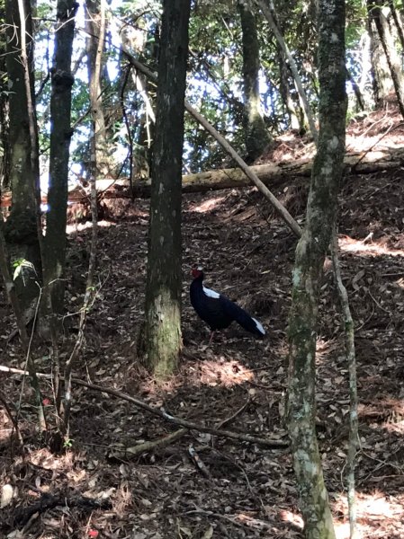 谷關七雄  老二  馬崙山  郊遊1469069