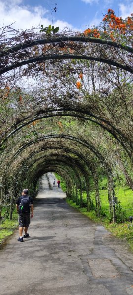 花蓮瑞穗．富源國家森林遊樂區景觀步道202602203013167