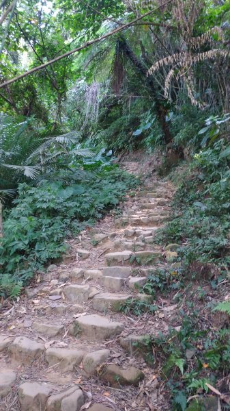 大溪大灣坪古道-環湖公路-新溪洲山步道728063