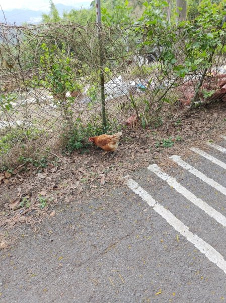 臺北大縱走第四段 風櫃口至中華科技大學2774229