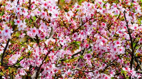 十八份拐圳,陽峰古道,花鐘3017689