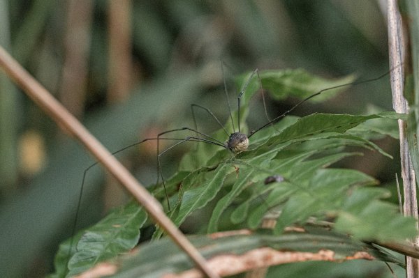 探訪台北溪流之美｜桶後越嶺古道（礁溪-烏來）2911738