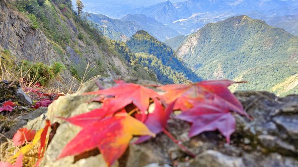 20251212稍來山賞楓2964439