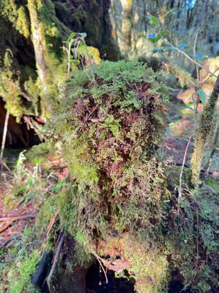 走入魔幻森林 探訪三星池與妹池2950152