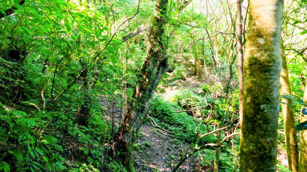 崩山坑越嶺內盤山2913779