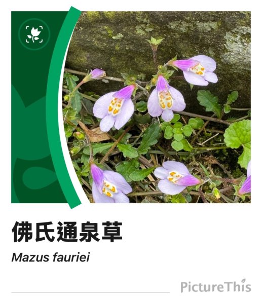 無耳茶壺山 看風景3026486