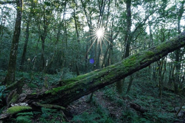 新北 烏來 波露山3000685