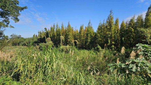 20251222龍峎頂步道-三灣火炎山-老銃櫃步道-三灣落羽松-肚兜角步道2969141
