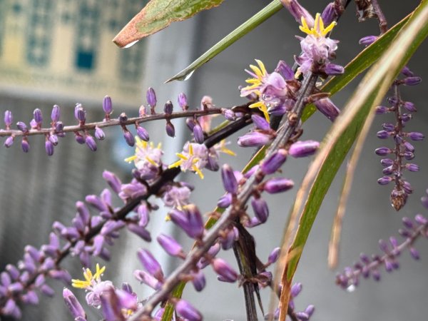 大舌湖山-漁光國小-茶園-虎寮潭吊橋2773003