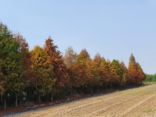 菁埔埤濕地步道1245844