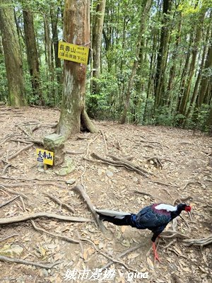 【台中和平】長壽山_肥崠山_山徑3077651