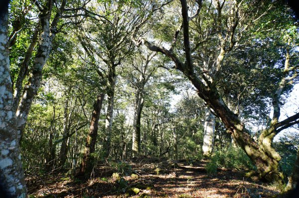 新竹 尖石 東穗山、島田山2939425