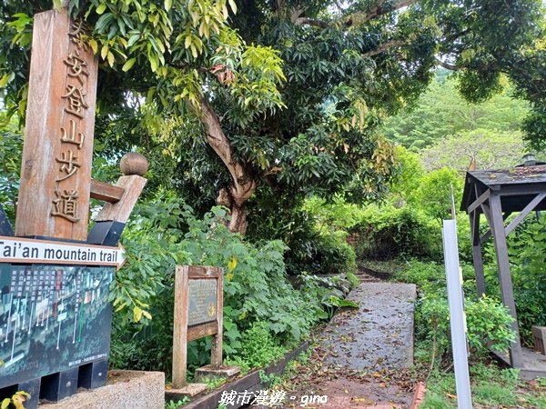 【台中后里】蓊鬱林間。 后里泰安登山步道1728732