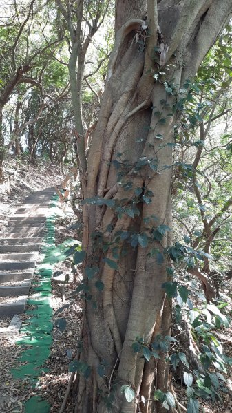 《彰化》富士櫻花｜花壇大嶺巷步道群及西來園（銀行山）登山步道202402132424691