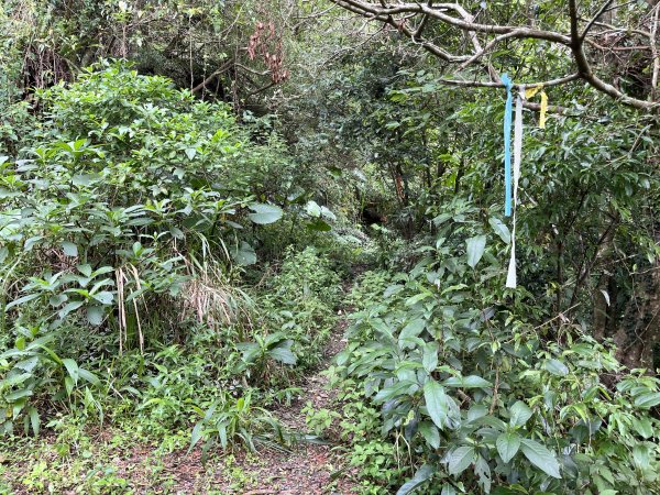 舊白鷺部落-久保山-久集山-棚集山-丹林 2025.8.72863985