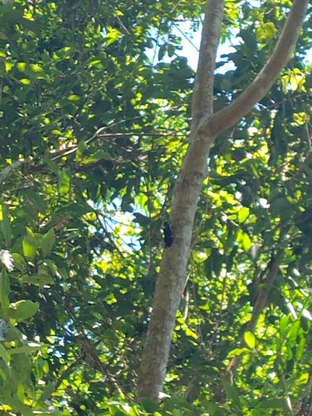 西阿里關山2823120