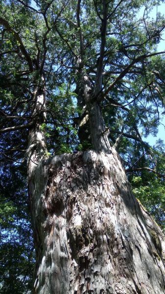 米羅山←→南山神木←→佐得寒山折返340890