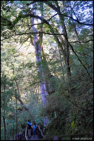 全台最大的紅檜森林 ~ 拉拉山巨木群885604
