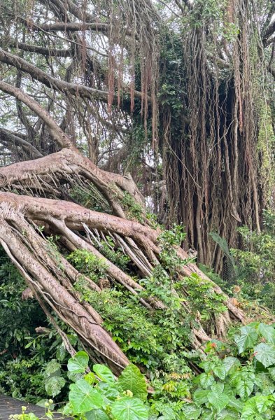 北壽山走壽山(小百岳#77) 龍泉寺起登出千光宮2934494