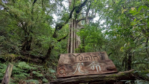 鎮西堡巨木步道群 (B區)2861162