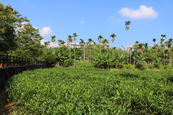 南投魚池~花茶香田園好風光~澀水田頂步道1026758