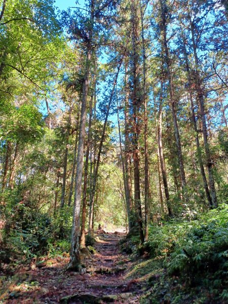 【台中和平】森林步道悠閒走。 八仙山森林遊樂區步道群2784601