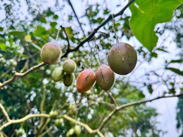 光天高山 - 向天湖山(小百岳32) 小O一圈2876747