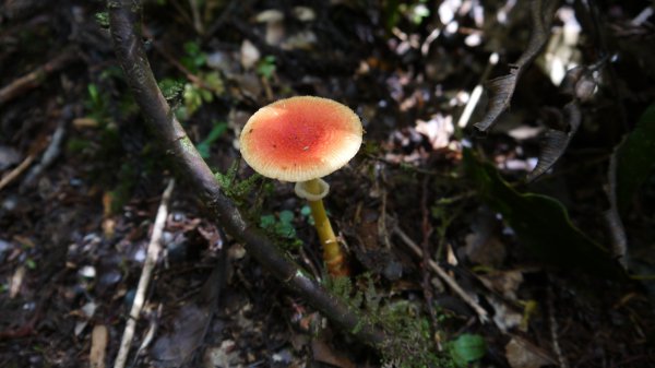 三星山登山健行趣(小百岳85號)1800698