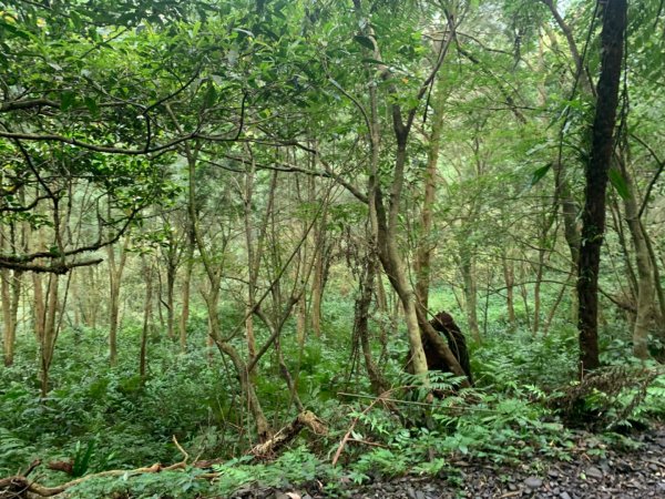 三角崙山、聖母登山步道1638311